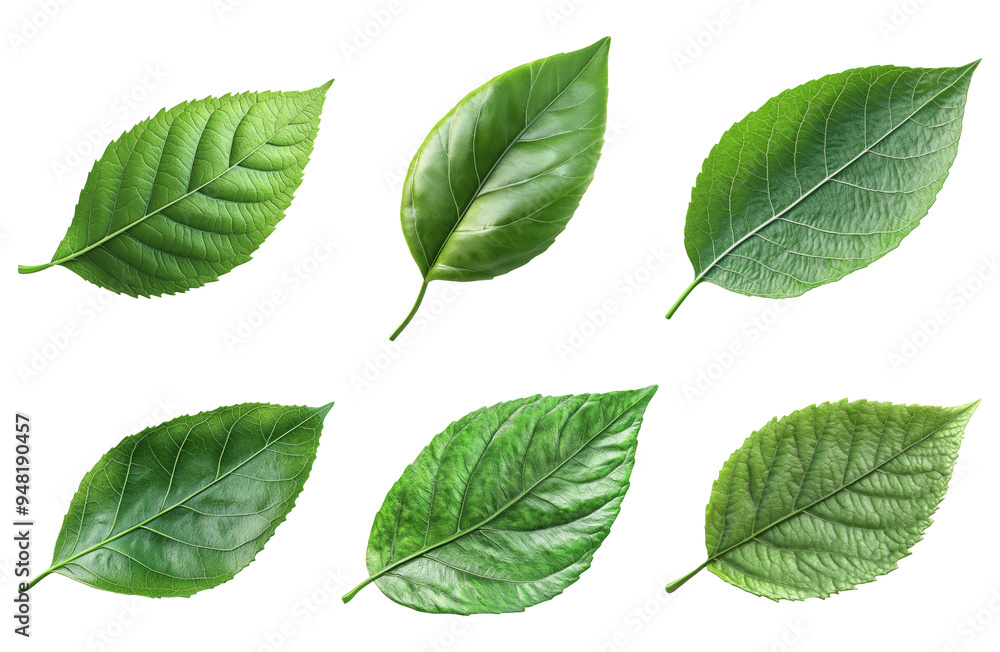 Green leaves in different shapes and sizes isolated on transparent background Green leaves in different shapes and sizes isolated on transparent background