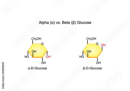 Alpha versus Beta Glucose. Chemical structure. Chemistry scientific vector illustration.