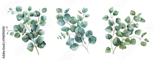 Watercolor set of eucalyptus branches png. Watercolor eucalyptus branches on a transparent background. Elements for the design of wedding invitations, etc. Vector illustration