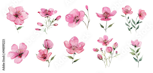 Wild pink flowers vector png collection. Herbaceous flowering plants, blooming flowers, subshrubs on a transparent background. Hand drawn detailed botanical vector illustration.