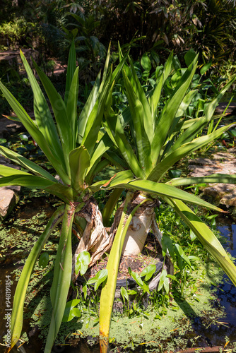 Jardin botanique de Blanes sur la Costa Brava en Espagne - Crine d'Asie - Crinum asiaticum photo