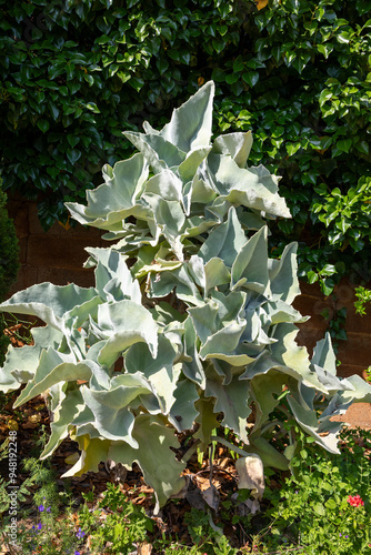 Jardin botanique de Blanes sur la Costa Brava en Espagne -  Kalanchoé de behara - Kalanchoe beharensis photo