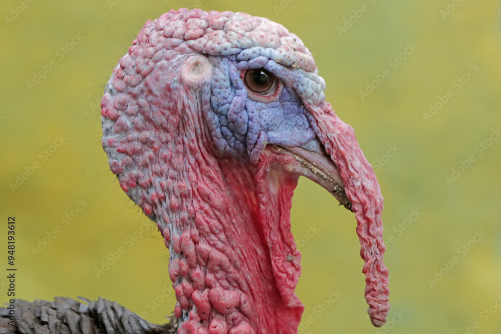 Obraz premium The dashing and muscular face of a male turkey. This animal commonly cultivated by humans has the scientific name Meleagris gallopavo.