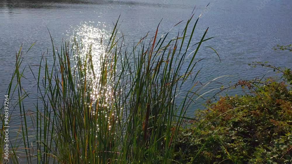 reeds and sin reflections on the lake water reeds and sin reflections on the lake water