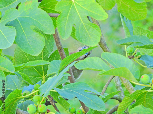 Wallpaper Mural greater quaking grass plant macro photo Torontodigital.ca