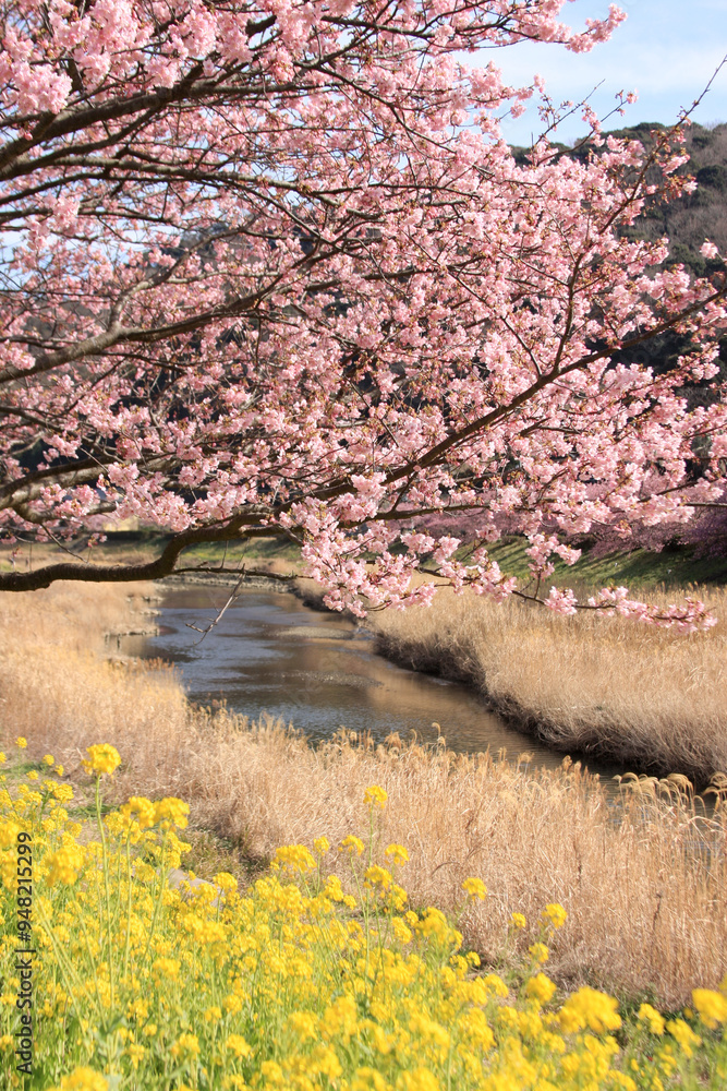 南伊豆青野川の桜と菜の花 南伊豆青野川の桜と菜の花