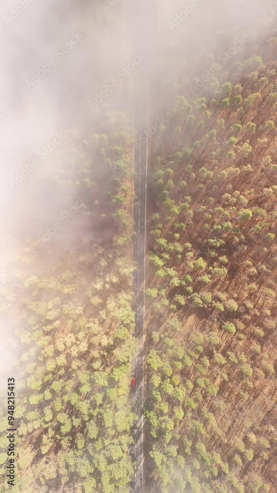 Aerial view of lush green forest with winding road and misty clouds, Aguamansa, Tenerife, Canary Islands, Spain. Aerial view of lush green forest with winding road and misty clouds, Aguamansa, Tenerife, Canary Islands, Spain.