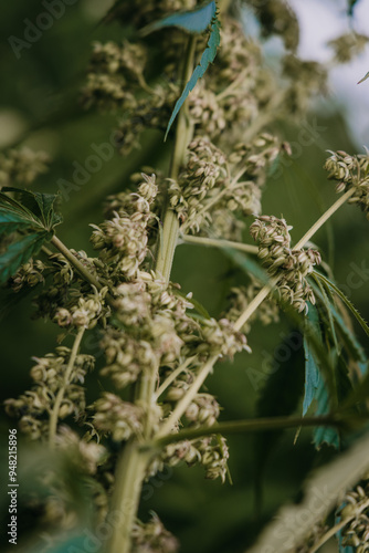 Female hemp flowers  photo