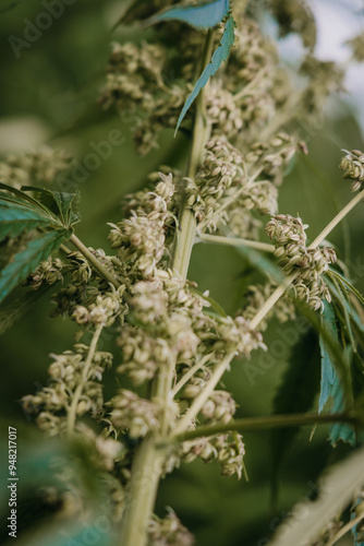 Welsh female hemp flowers up close 