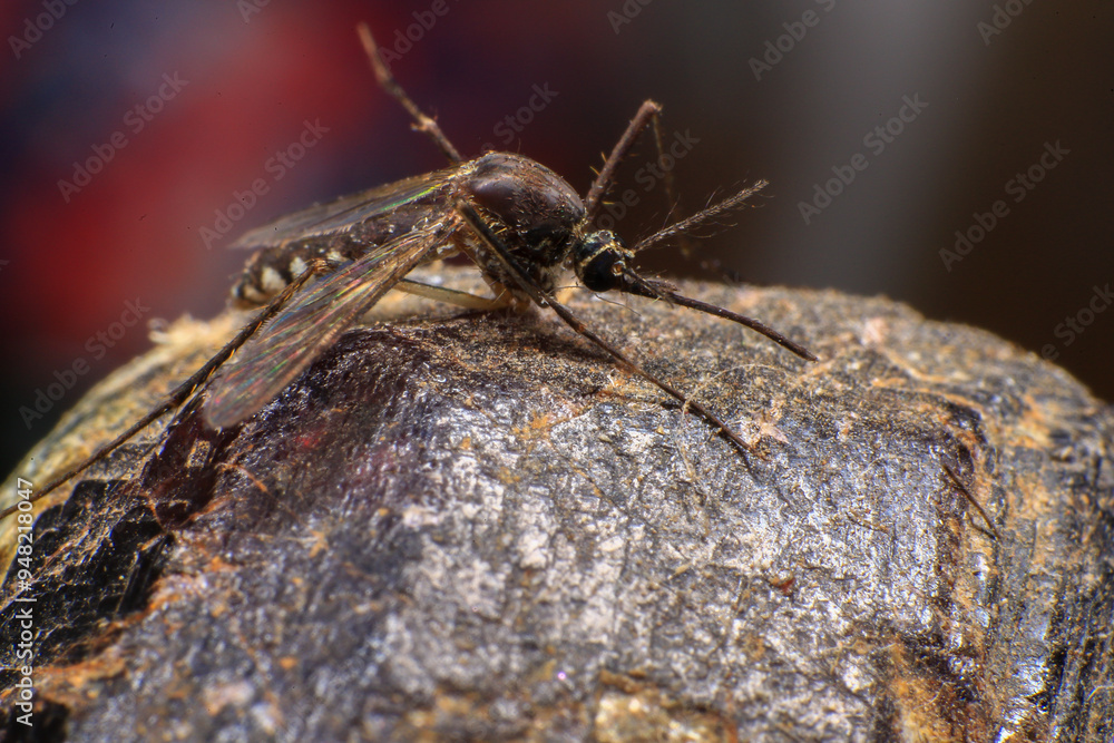 Mosquito on a purple crystal rock, closeup of photo
Mosquito on a purple crystal rock, closeup of photo