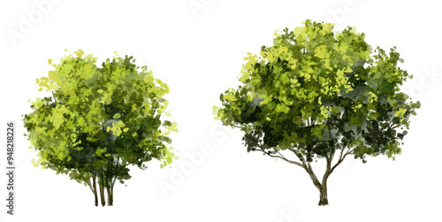  Vector watercolor green  tree or forest side view isolated on white background for landscape and architecture drawing,elements for environment or and garden,Shrub for section