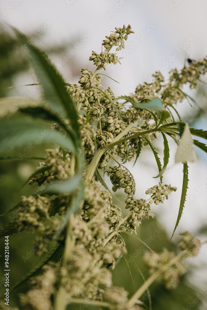 Obraz premium Hemp or cannabis flowers in uk hemp field 