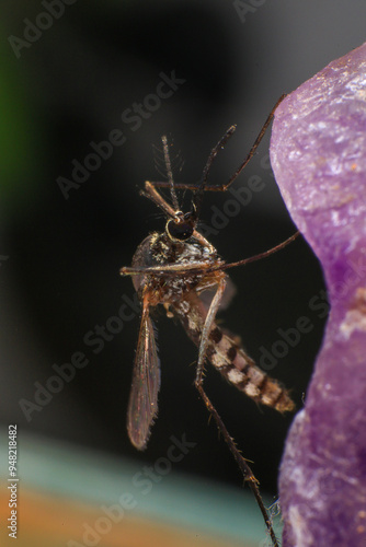 Mosquito on a purple crystal rock, closeup of photo
 photo