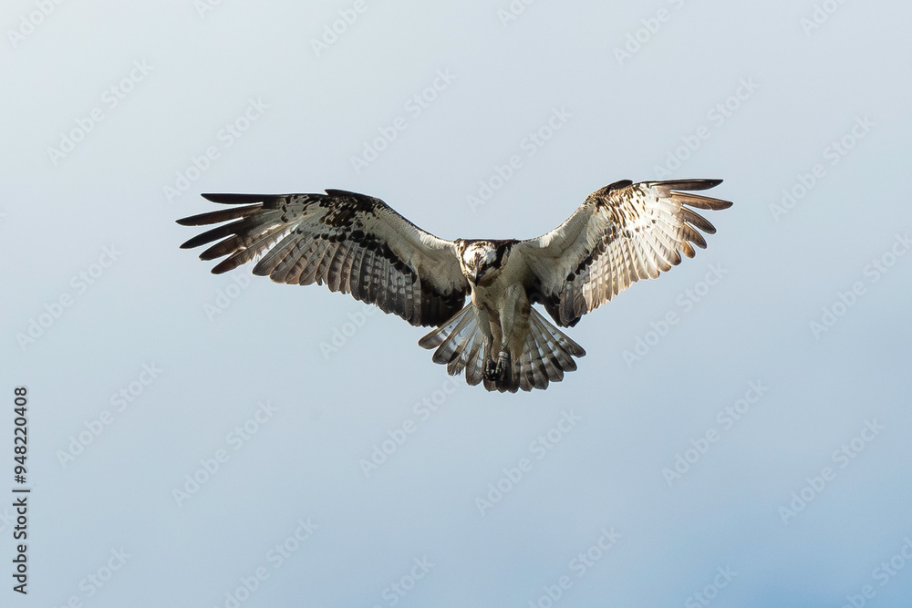 Balbuzard pêcheur, Pandion haliaetus, Western Osprey Balbuzard pêcheur, Pandion haliaetus, Western Osprey