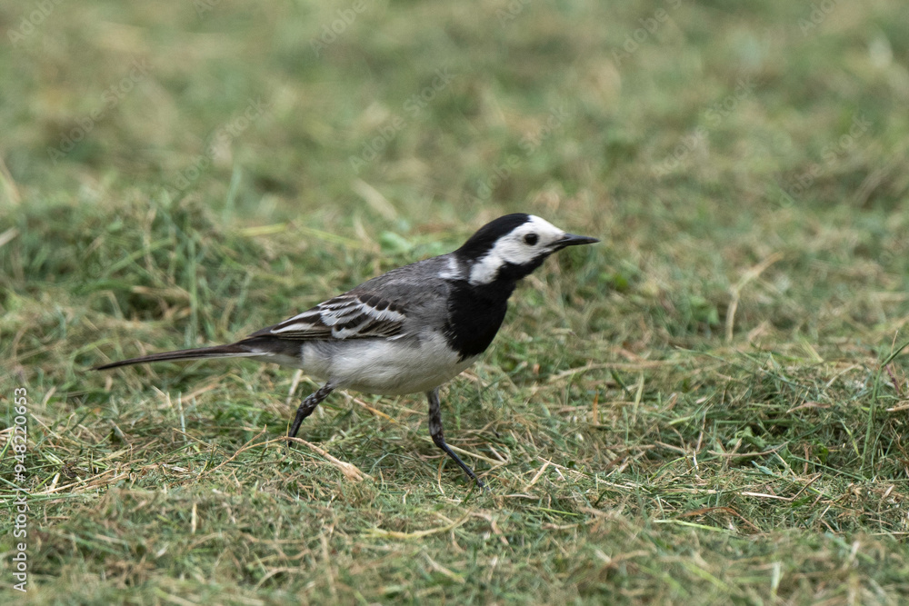 Bergeronnette grise,.Motacilla alba, White Wagtail Bergeronnette grise,.Motacilla alba, White Wagtail