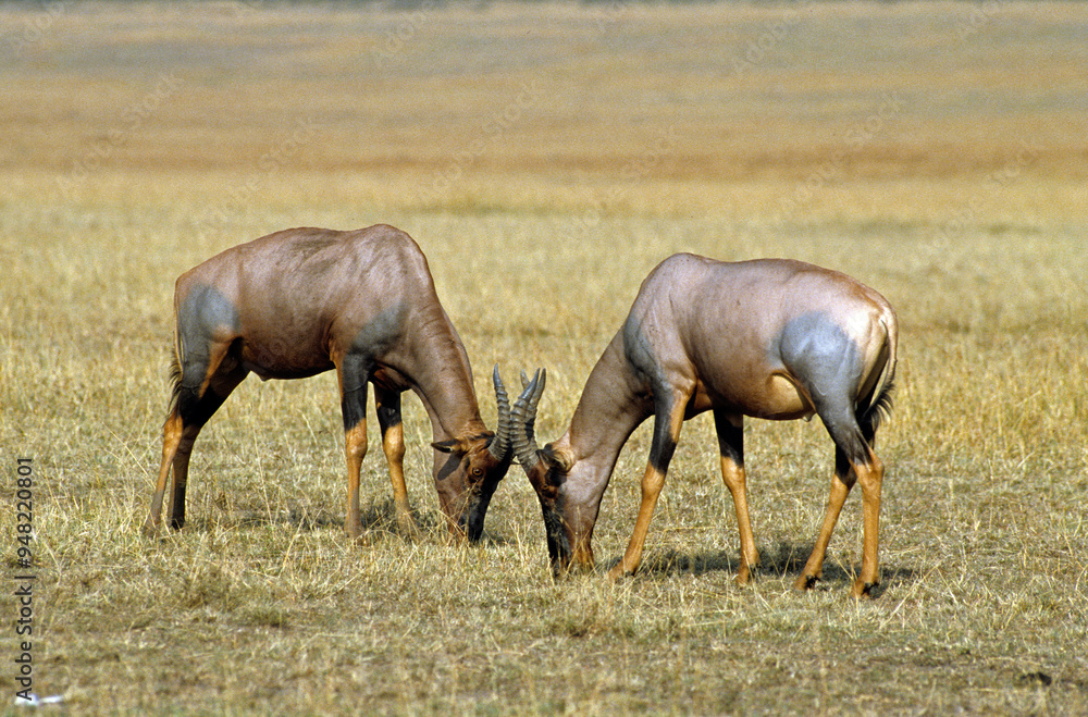 Damalisque, Damaliscus korrigum, Kenya,. Afrique Damalisque, Damaliscus korrigum, Kenya,. Afrique