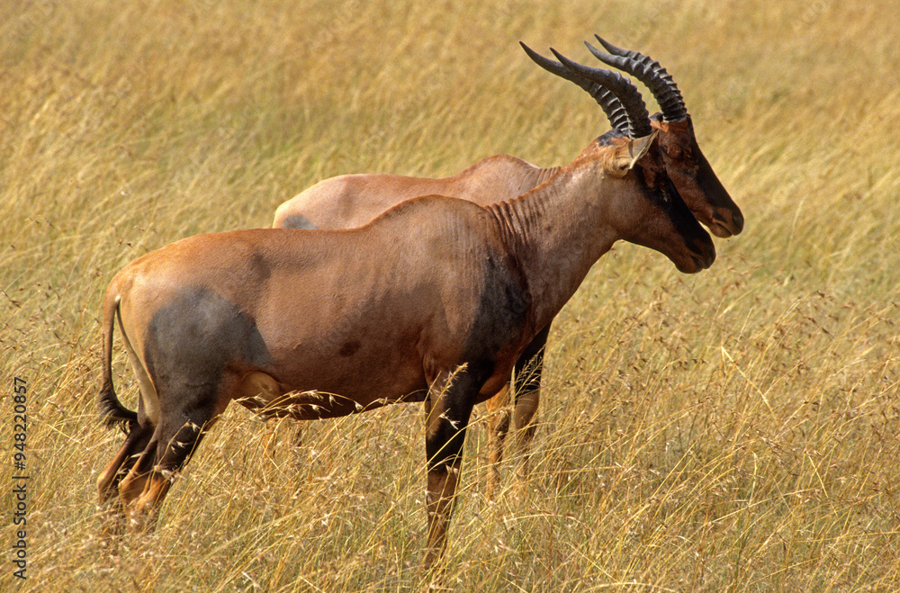Fototapeta premium Damalisque, Damaliscus korrigum, Kenya,. Afrique