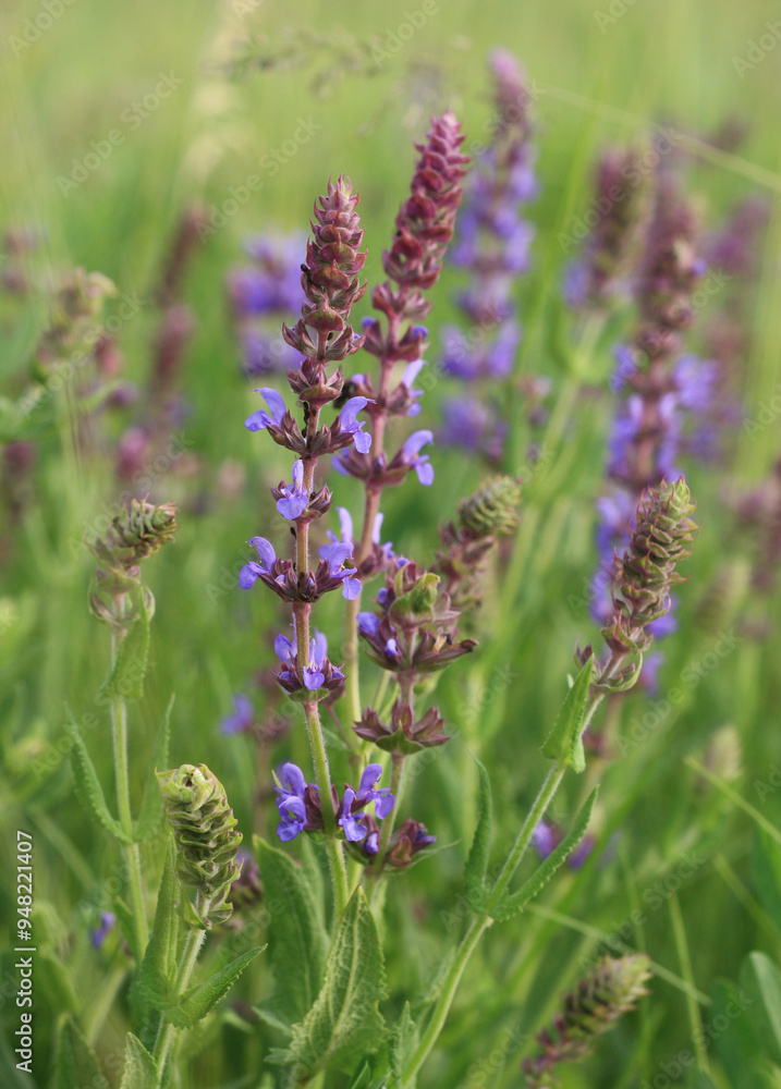 bee on lavender bee on lavender