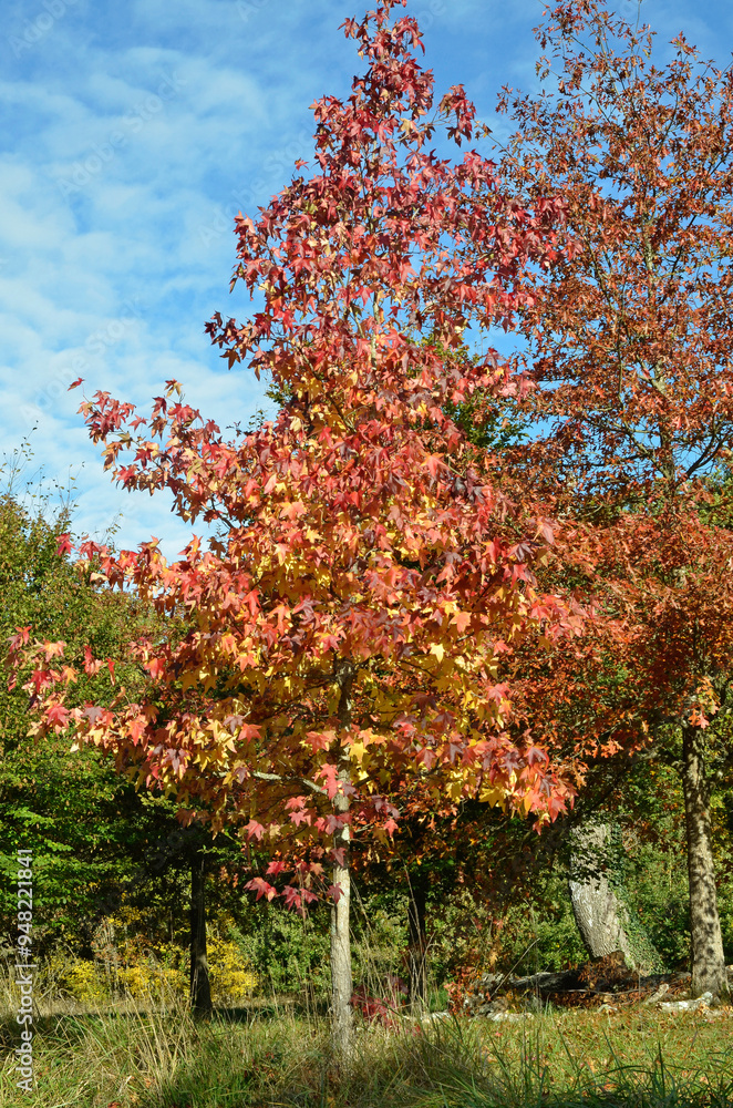 platane à feuilles d'érable, platanus acerifolia platane à feuilles d'érable, platanus acerifolia