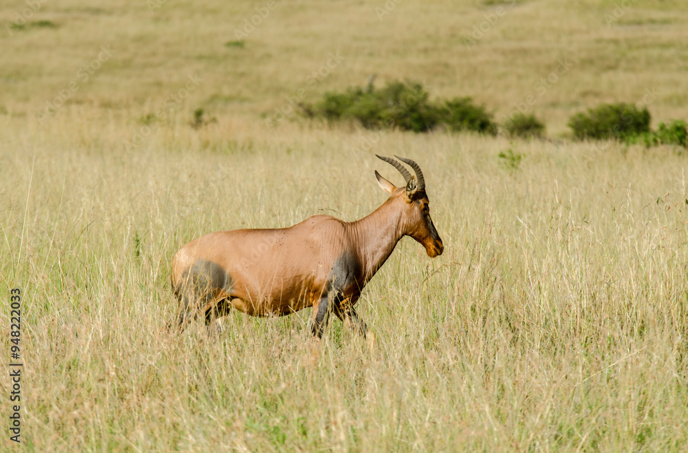 Damalisque, Damaliscus korrigum, Kenya,. Afrique Damalisque, Damaliscus korrigum, Kenya,. Afrique