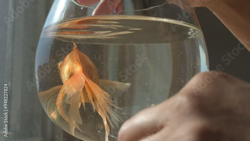 Goldfish swimming in a small aquarium glass close-up photo