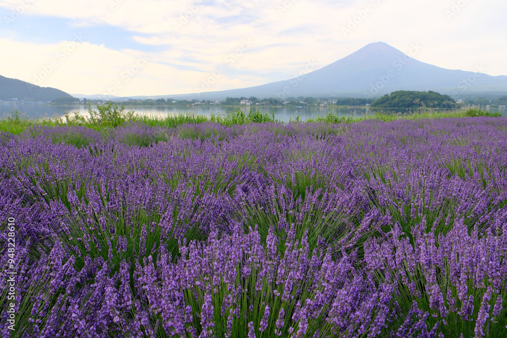 Fototapeta premium ラベンダー香る富士