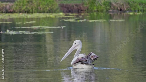 Australian pelican pelicans, Pelecanus conspicillatus, large black and white water bird, swimming paddling on lake pond, Queensland Australia