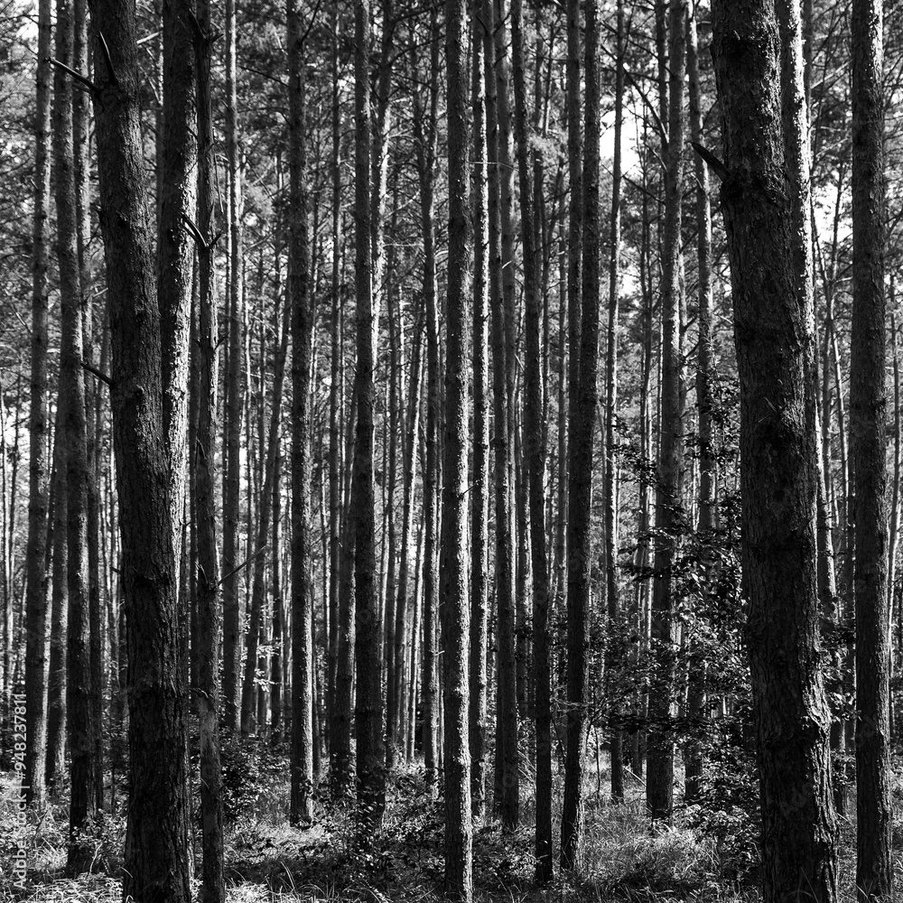 fineart nature and landscape in black&white fineart nature and landscape in black&white
