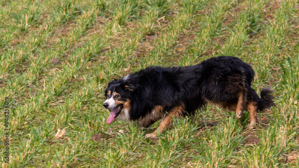 Sheepdog working sheep at the South African Sheepdog Association trials in Caledon, Western Cape, South Africa. July 2024 Sheepdog working sheep at the South African Sheepdog Association trials in Caledon, Western Cape, South Africa. July 2024