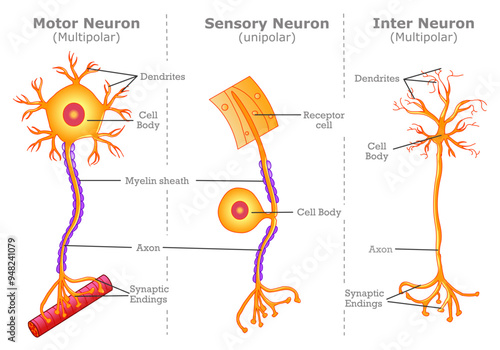 Neuron types, motor, sensory, inter. Different nerve cells, multipolar, unipolar anatomy. Parts, axon, body, dendrites connect, myelin sheath. junction transmission structures. Vector illustration