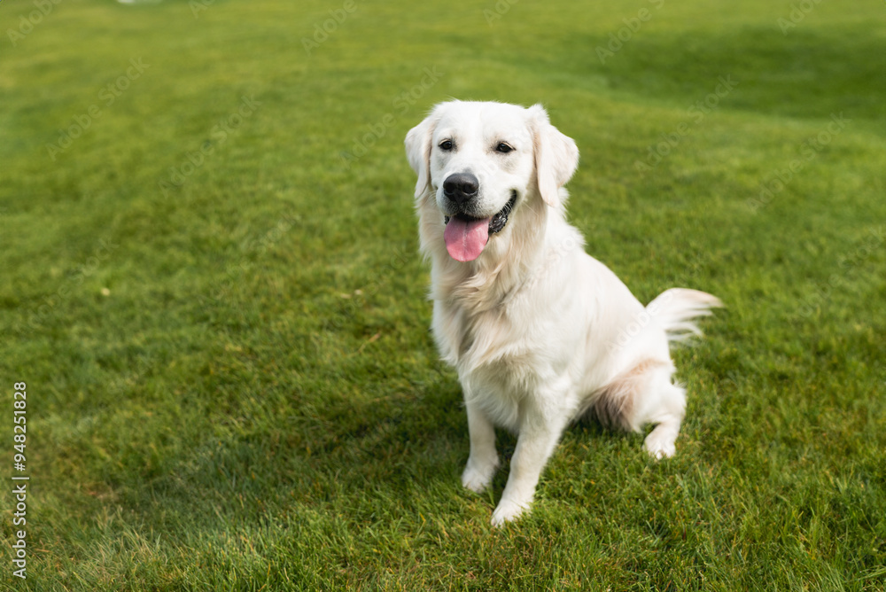 golden retriever puppy golden retriever puppy