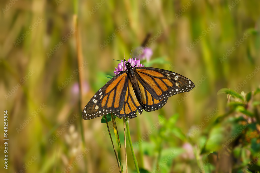 monarch butterfly on a flower