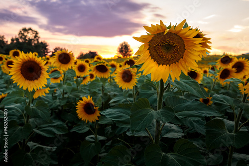 Large yellow sunflowers blooming in a Pennsylvania field.