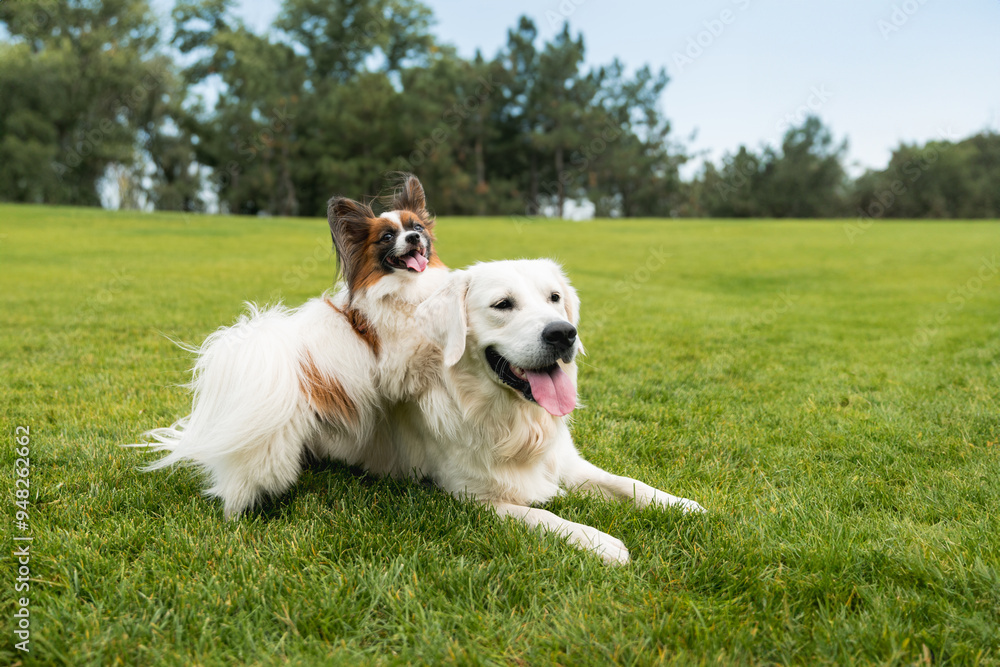 golden retriever and The Papillon dog golden retriever and The Papillon dog