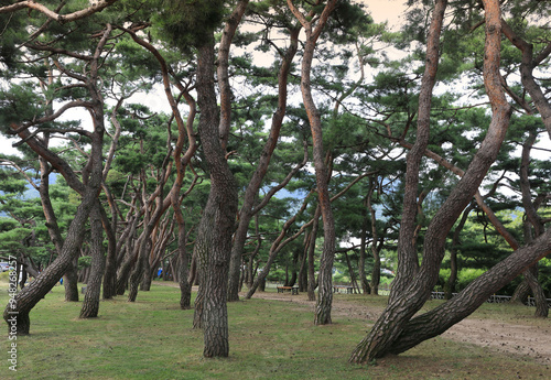 Pine tree forest at Solbat Park of Uirimji Reservoir in summer near Jecheon-si, South Korea 