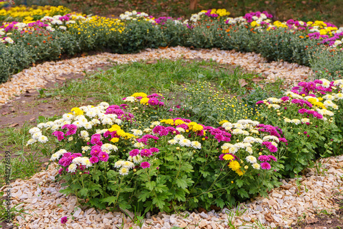 Chrysanthemum bushes, red and white flowers, planted in semicircle in flowerbed in autumn garden