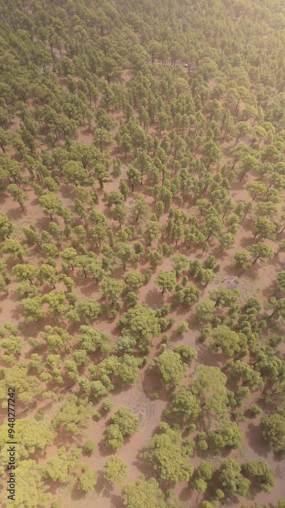 Aerial view of lush forest canopy with vibrant trees and serene landscape, Las Caletas, Spain. Aerial view of lush forest canopy with vibrant trees and serene landscape, Las Caletas, Spain.
