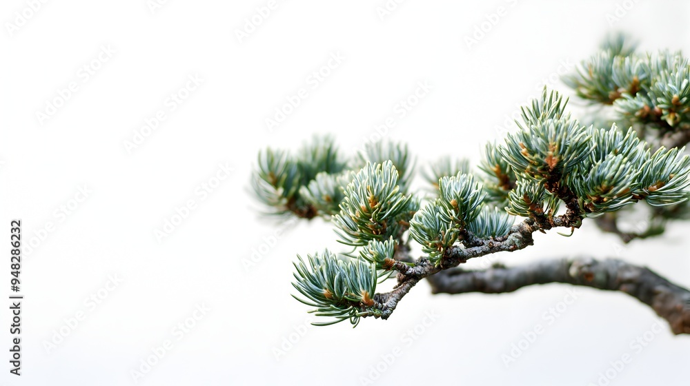 Snowy Pine Tree Branches in Gorgeous Winter Landscape Snowy Pine Tree Branches in Gorgeous Winter Landscape