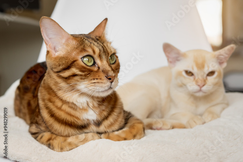 Bengal cat and Burmese kitten lie together