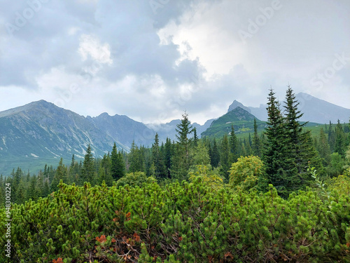 Vibrant green forest of pine trees is growing on a mountainside in the tatra national park, poland