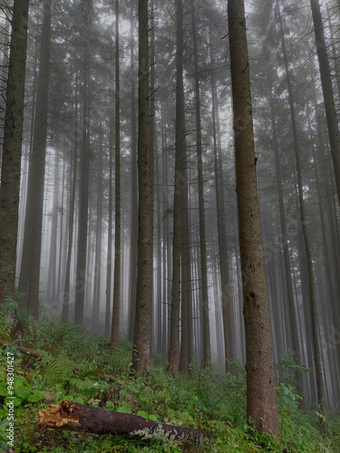 Mysterious atmosphere in a foggy forest with tall pine trees growing on a hill, Tatra National park, Poland