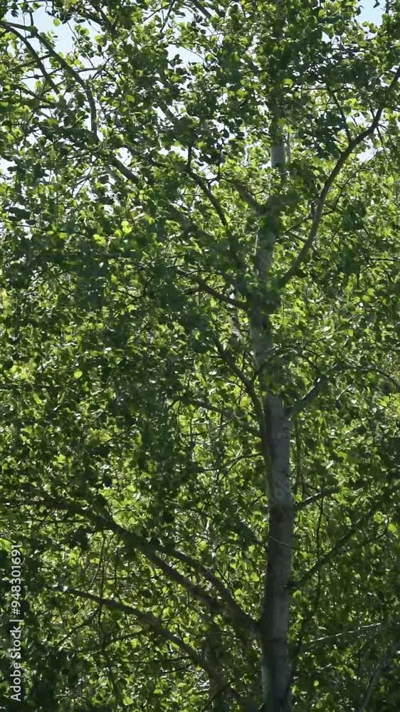 Green foliage leaves and branches of a tree moving slowly in the wind, slow motion vertical video
Green foliage leaves and branches of a tree moving slowly in the wind, slow motion vertical video