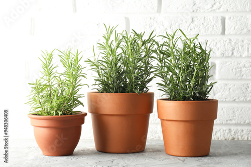 Rosemary plants growing in pots on grey textured table. Aromatic herb