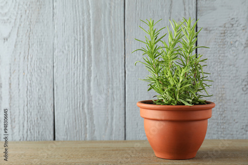 Rosemary plant growing in pot on wooden table, space for text. Aromatic herb