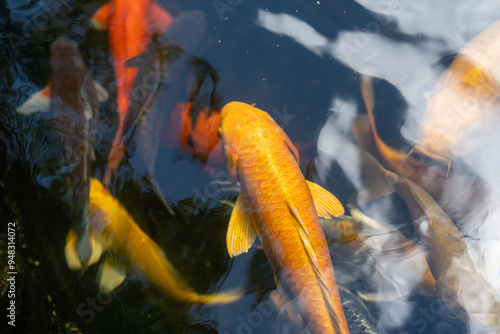 fishes swimming under water under sunlight