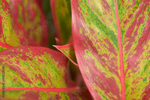 Leaves Series,green leaf close up background.Textured,abstract background,leaves,fresh green,photo concept nature and plant.