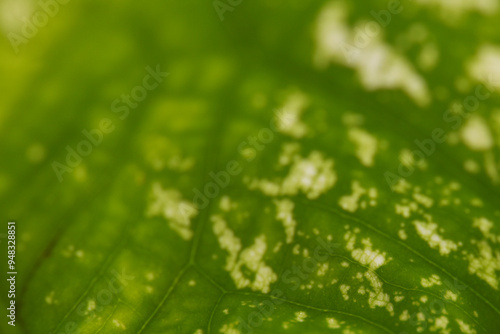 Leaves Series,green leaf close up background.Textured,abstract background,leaves,fresh green,photo concept nature and plant.