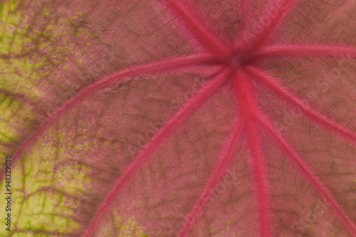 Leaves Series,green leaf close up background.Textured,abstract background,leaves,fresh green,photo concept nature and plant.