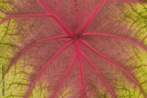 Leaves Series,green leaf close up background.Textured,abstract background,leaves,fresh green,photo concept nature and plant.