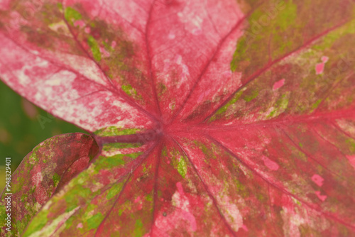 Leaves Series,green leaf close up background.Textured,abstract background,leaves,fresh green,photo concept nature and plant.
